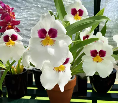 IN SPIKE / BUD ~ FRAGRANT ~ Miltoniopsis Orchid ~ Milt Herralexandre '14189' • $34.99