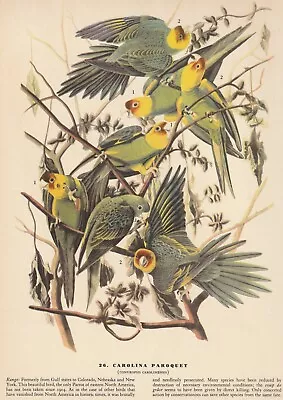 1942 Audubon Art Print 26 Carolina Parakeets. Vintage Bird Illustration • $9.49