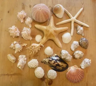 Assorted Shells And Starfish • £5.99