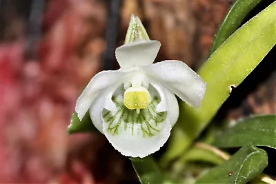 Centroglossa Macroceras Miniature Orchid Potted • $33