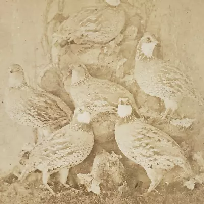 Birds Stereoview C1880 Quail Flock Covey Bevy Still Life Taxidermy Display M278 • $9.95