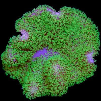 Neon Green Toadstool Leather - Very Easy Soft Live Coral Frag Reef Beginners • $39