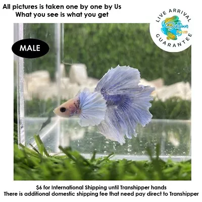 Live Betta Fish Rosetail Halfmoon Purple 100% Real Pict With DOA Guarantee B1119 • $25
