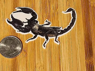 🪳SCORPION Sticker Insect Sticker Bug Sticker Bugs Insects Creepy Nature Science • $1