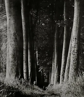 1930/75 Vintage MAN RAY Tree Forest UNDERGROWTH Landscape Photo Engraving 12x16 • $137.48