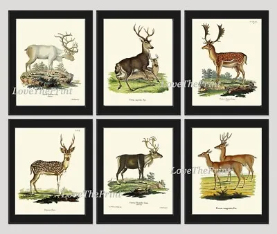 Deer Elk Moose Wall Art Set Of 6 Prints Beautiful Vintage Antique Unframed • $28