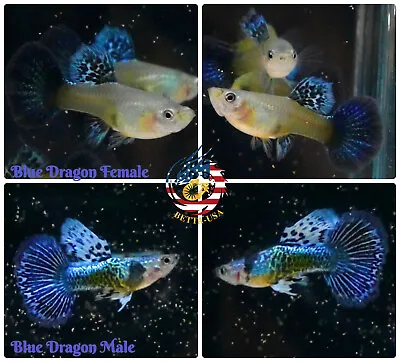 $21.95 • Buy 1 PAIR - Live Aquarium Guppy Fish High Quality - Blue Dragon - USA Seller