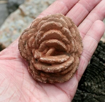 $16 • Buy Double-Sided Gypsum Desert Rose, Rose Rock Specimen (Rose 2)