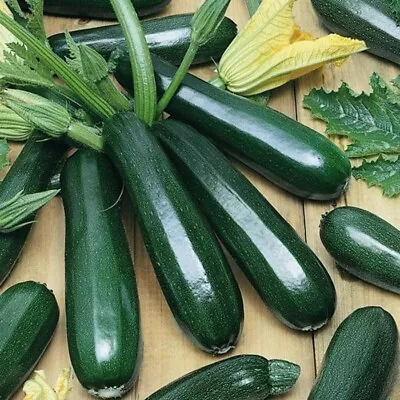 Zucchini Dark Green' Organic Squash 25 Seeds - Sandnes Farms • $5.99
