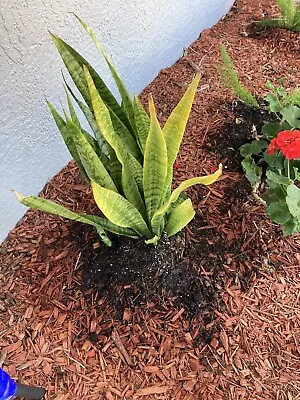 Mother In Law Tongue /Sanseveria Live Plant • $11.08