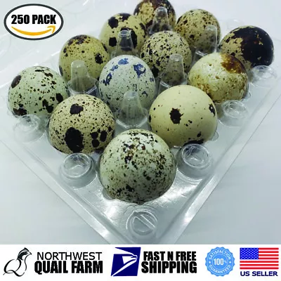 Jumbo Quail Egg Cartons 12 Cell (3x4) 250pcs - Secure Snap Close Fast Shipping • $68.95