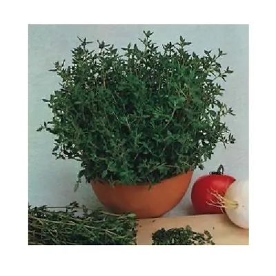 £1.49 • Buy English Winter Thyme / Thymus Vulgaris / Hardy Culinary Herb / 3000 Seeds