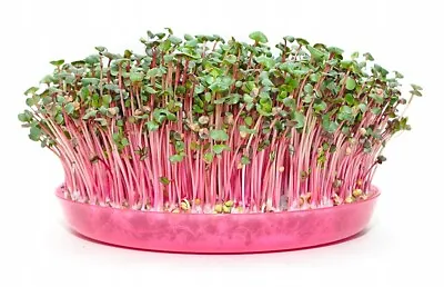£3.50 • Buy Organic Radish China Rose Sprouting Seeds -  Microgreen Sprouts