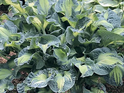 £13 • Buy Hosta  Golden Meadows ( Second Year Pot Grown Plants Sent Out Ex Pots)