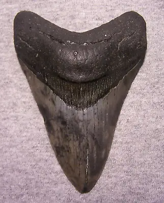 MEGALODON Shark Tooth 4 3/8  Sharks Teeth HUGE Jaw Fossil Megladon No Repair • $139