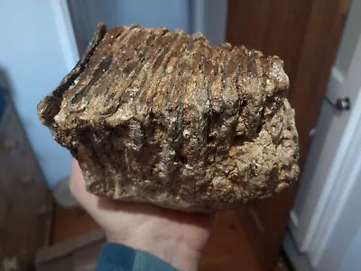 Wooly Mammoth Tooth. Fantastic Chewing Plate. North Sea. Fossils Uk • £120