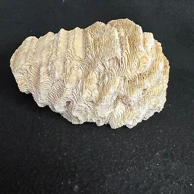 Brain Coral Natural White Sea Shell Fossil 1 1/2 Lbs 7 1/2  • $79.99