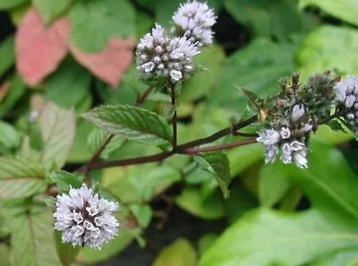 Black Peppermint 3plugs In 1 Pot (pot Is 7cm+mint Plant 25cm). • £7.69