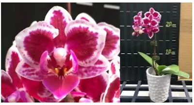 $22 • Buy Orchid Phal Kyo Cocoa Seedling