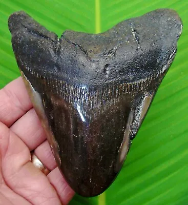 MEGALODON SHARK TOOTH - 5 In.   SHARKS TEETH  - W/ DISPLAY STAND - MEGALODONE • $147