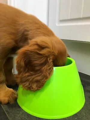 Two GREEN Cocker Spaniel Bowls No More Soggy Ears • £15.99