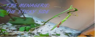 £18 • Buy Anarchodes Annulipes(malaysian Jewel Stick Insect) Nymphs X 8 + 6 Eggs Free