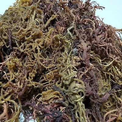 1 Lb Organic Purple Irish Sea Moss Wild Crafted Mix Color Superfood 16ozs • $39.99