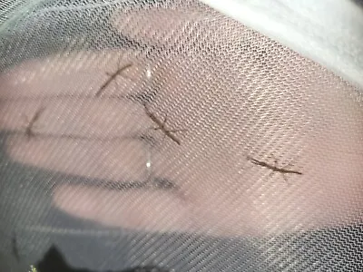 £1.50 • Buy 10 Indian Stick Insect Nymphs £1.50+ Postage 