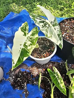 VARIEGATED Alocasia Frydek  CORMS ***US SELLER*** • $23