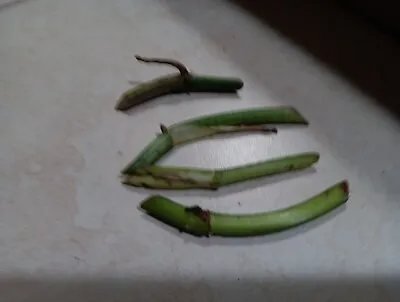 Monstera Variegated Epipremnum Cutting Nodes (2)  Unrooted From My Mother Plant. • $10.90