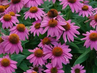 10 X Echinacea  Purpurea Cottage Garden Clumping  Perennial Plug Plants • £10.99