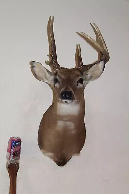 Whitetail Deer Head Shoulder Mount Taxidermy Cape Shed Antler Hunt Mule Rack • $215