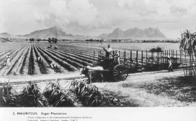 Mauritius Sugar Plantation B & W Real Photograph. • £5