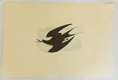 $79.99 • Buy The Birds Of America. Audubon. Sooty Tern. Amsterdam Edition.