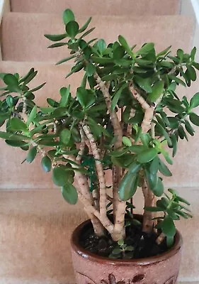 £8 • Buy 3x Jade Plant, Money Tree, Crassula Ovata Succulent Plant.