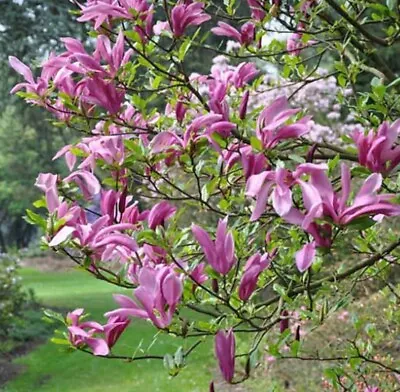 💜Very Rare 'Susan' Magnolia Tree Fragrant Blooms 4 YO Live Plant Bare Root • $89.10