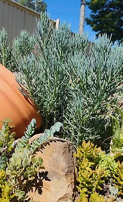 Senecio Trident Blue (Elkhorns)_2x Cuttings 15-20cm - Dolphin Shaped Leaves • $6.95