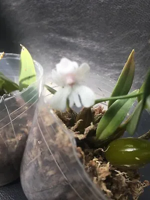 Dendrobium Aberrans Orchid Fragrant Miniature Species Blooming Size Plant  • $42