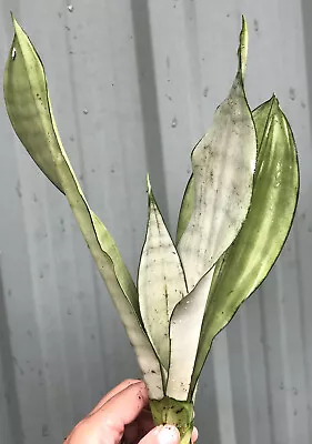 Sansevieria Moonshine Snake Plant - Air Purifying Indoor • $35