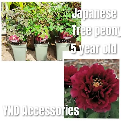 Dark Red Japanese Tree Peony Paeonia Suffruticosa 5 Year Old Plant 30-40cm  • £49.99