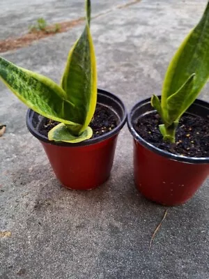 Yellow Varigeighted Sansiveria Mother In Laws Tongue In 6 Inch Pot • $9