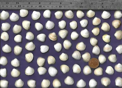 74 Nice UK NORTH SEA Scottish Cockle Sea Shells 85g Ocean Beach Art Craft Decor • £8.90