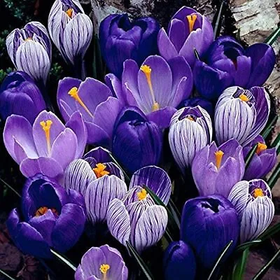  Blue Moon  Crocus Mix - 40 Large Bulbs To Grow - Vibrant Purple And Blue Blooms • $38.96