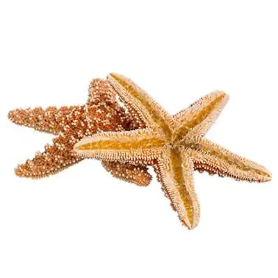 Sugar Starfish | 2 Brown Sugar Starfish 5 -6  | Craft & Decor • $17.99