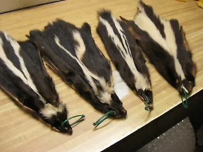$21.81 • Buy  Tanned Skunk Hides # 4 Grade DAMAGED REDUCED Green Tag 
