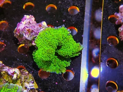 Large Green Rhodactis Mushroom Marine Aquarium Soft Coral  • £15