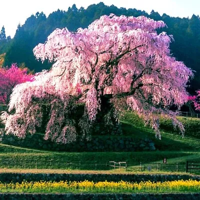 Japanese  WEEPING SAKURA  Cherry Blossom Flower Tree Seeds (pendula) Fast Hardy • $7.95