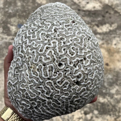 $30 • Buy Natural Circular Shaped White Caribbean Brain Coral Fossil Salt Water Fish Tank