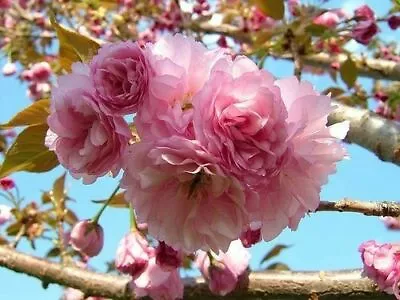 Kwanzan Flowering Cherry Tree 6-12  In A 3  Pot • $9.99