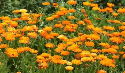 Medicinal Calendula (Calendula Officinalis) 100 Seeds Organic DEER RESISTANT! • $1.55